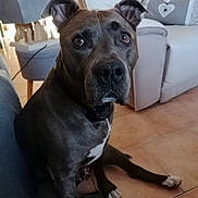 Largo participe au concours pour gagner de l'argent avec cette photo : animal, brown_floor, canine, chair, collar, dog, domestic_animal, ears, eyes, floor, furniture, home, indoor, looking, pet, portrait, sitting, sofa, tile_floor, white_paws