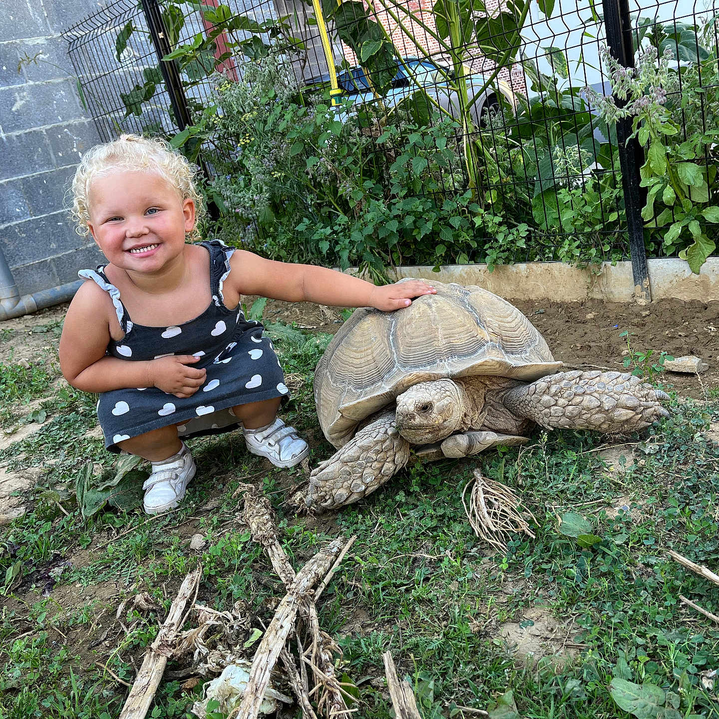 Lynaë participe au concours pour gagner de l'argent avec cette photo : animal, child, crouching, curly_hair, daylight, dress, fence, footwear, friendship, garden, greenery, happy, nature, outdoor, petting, plant, smiling, soil, tortoise, young_child