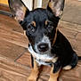 puppy, dog, indoor, wooden_floor, ears, black_and_tan, pet, cute, animal, sitting, looking, floor, doorway, young_dog, canine, fur, domestic_animal, alert, portrait, house