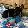 puppy, dog, toy, blanket, blue, cloud_pattern, tennis_ball, wooden_cabinet, cozy, indoor, pet, cute, lying_down, playful, knitted_toy, black_dog, tan_markings, soft_texture, resting, young_dog