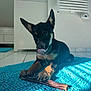 puppy, dog, black_and_tan, playing, indoor, rug, stick, tongue_out, sunlight, tile_floor, pet, canine, young_dog, ears_up, cute, animal, paw, home, relaxed, chewing