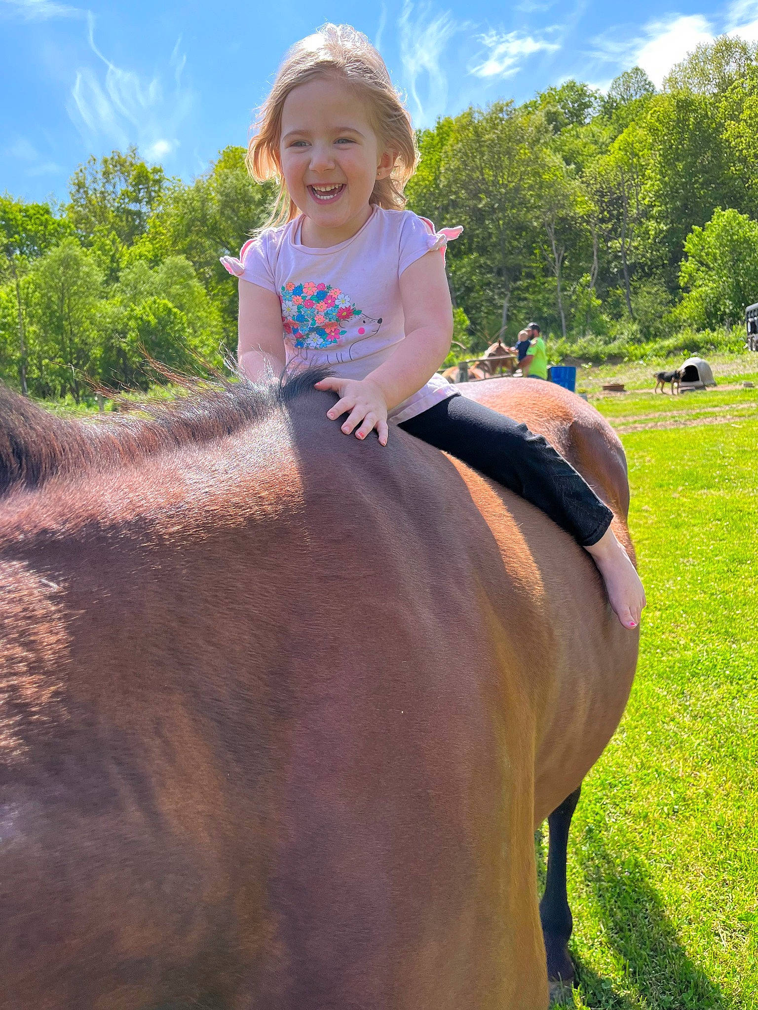 Paisley joined the competition — help win amazing prizes! bridle, bull, cloud, eye, grass, grassland, grazing, horse_supplies, horse_tack, joy, landscape, leisure, pack_animal, person, plant, recreation, sky, t_shirt, terrestrial_animal, toddler