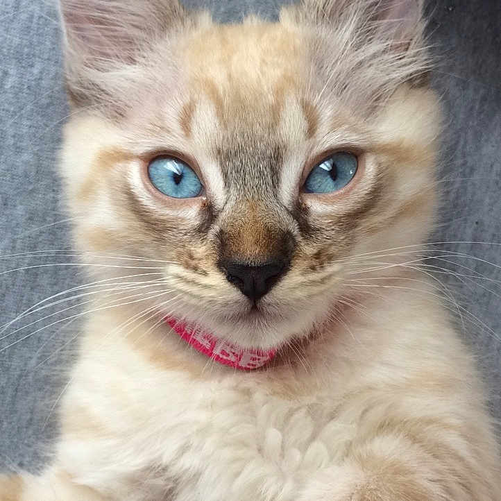 Tigrou