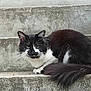 Oreo participe au concours pour gagner de l'argent avec cette photo : alert, animal, black_and_white, cat, concrete, daylight, doorway, ears, feline, fur, outdoor, pet, quiet, resting, stairs, tail, texture, urban, wall, whiskers