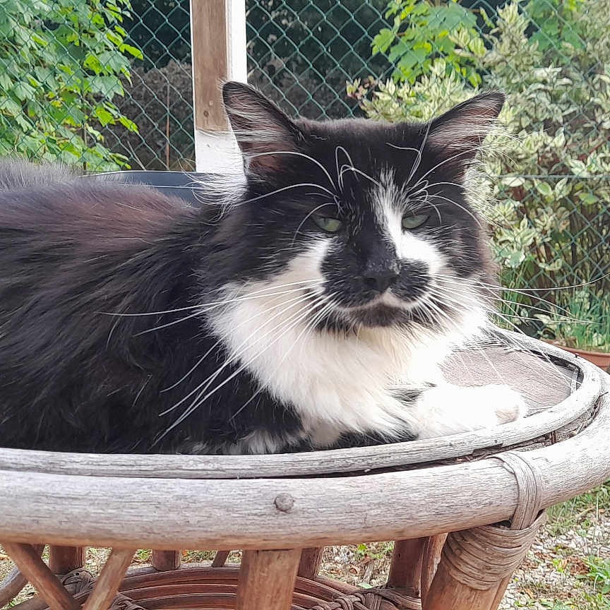 Oreo participe au concours pour gagner de l'argent avec cette photo : animal, black_and_white, cat, daylight, ears, fence, fluffy, fur, garden, greenery, nature, outdoor, pet, portrait, relaxed, resting, sitting, whiskers, wicker_chair, wood