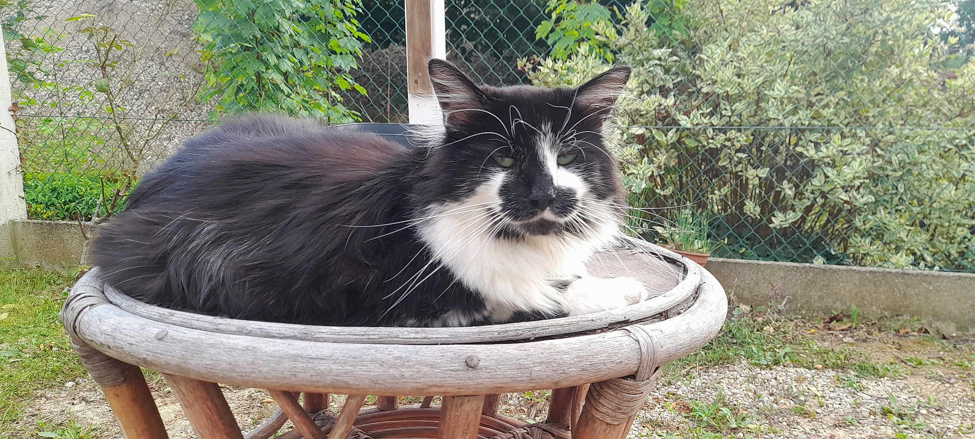 Oreo participe au concours pour gagner de l'argent avec cette photo : cat, black_and_white, fluffy, wicker_chair, outdoor, garden, greenery, fence, pet, animal, relaxed, sitting, nature, daylight, fur, whiskers, ears, portrait, resting, wood