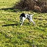 Vegas a rejoint le concours — aidez-le/la à gagner de superbes lots ! animal, black_and_white, canine, curious, daylight, dog, field, grass, greenery, leafless_bushes, mammal, nature, outdoor, pet, playful, rural, spotted, summer, sunlight, walking