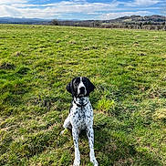 Vegas a rejoint le concours — aidez-le/la à gagner de superbes lots ! alert, animal, black_and_white, canine, clouds, collar, daylight, dog, field, fur, grass, hill, landscape, nature, outdoor, pet, rural, sitting, sky, spot