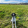 alert, animal, black_and_white, canine, clouds, collar, daylight, dog, field, fur, grass, hill, landscape, nature, outdoor, pet, rural, sitting, sky, spot