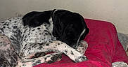 Vegas a rejoint le concours — aidez-le/la à gagner de superbes lots ! animal, bed, black_and_white, calm, cozy, cute, dog, domestic, fur, indoor, napping, paw, pet, pillow, quiet, red_pillow, relaxation, resting, sleeping, spotted