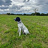 Vegas participe au concours pour gagner de l'argent avec cette photo : animal, black_and_white, calm, canine, cloudy_sky, collar, daylight, dog, field, grass, landscape, meadow, nature, outdoor, pets, quiet, scenic, sitting, tree, watchful