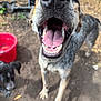 dog, close_up, tongue_out, mouth_open, nose, outdoor, dirt, playful, happy, animal, pet, canine, red_bucket, background, two_dogs, daylight, grass, leaves, blurred_background, whiskers