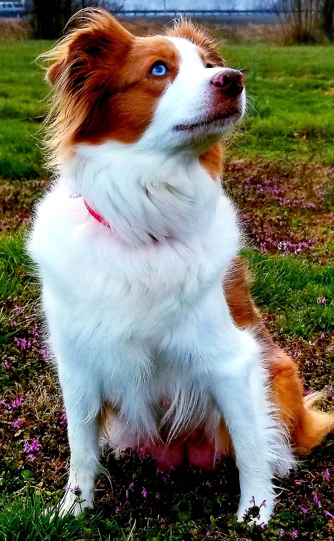 Tess joined the competition — help win amazing prizes! australian_collie, australian_shepherd, border_collie, canidae, carnivore, companion_dog, dog, dog_breed, fawn, grass, kooikerhondje, kromfohrlander, mammal, papillon, plant, rare_breed_dog, scotch_collie, shetland_sheepdog, sporting_group, vertebrate