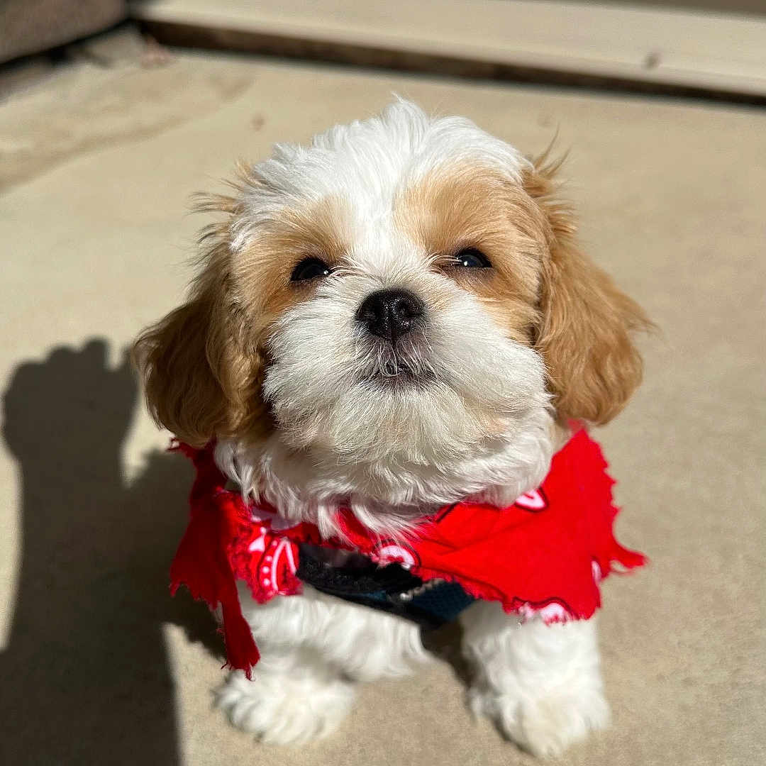 Prince is registered to the contest to win money with this photo: accessories, animal, canine, clothing, cockerspaniel, dog, face, formalwear, head, person, pet, photography, poodle, portrait, puppy, scarf, strap, terrier, tie, whitedog