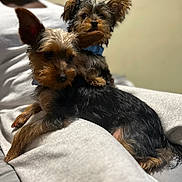 Lady Gisele Lyons is registered to the contest to win money with this photo: dog, pet, small_dog, lap, person, indoor, fur, cute, animal, companion, relaxing, brown, black, ears, collar, closeup, resting, cute_pets, furry, friendship