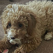 Angel joined the competition — help win amazing prizes! puppy, dog, curly_fur, carpet, pacifier, cute, pet, animal, indoor, close_up, fur, playful, toy, laying_down, brown, small_dog, adorable, young_dog, cute_pet, fluffy