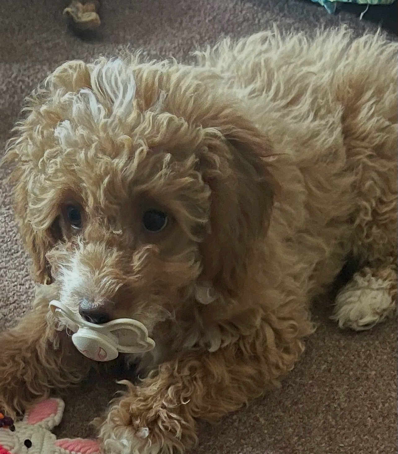 Angel joined the competition — help win amazing prizes! puppy, dog, curly_fur, carpet, pacifier, cute, pet, animal, indoor, close_up, fur, playful, toy, laying_down, brown, small_dog, adorable, young_dog, cute_pet, fluffy