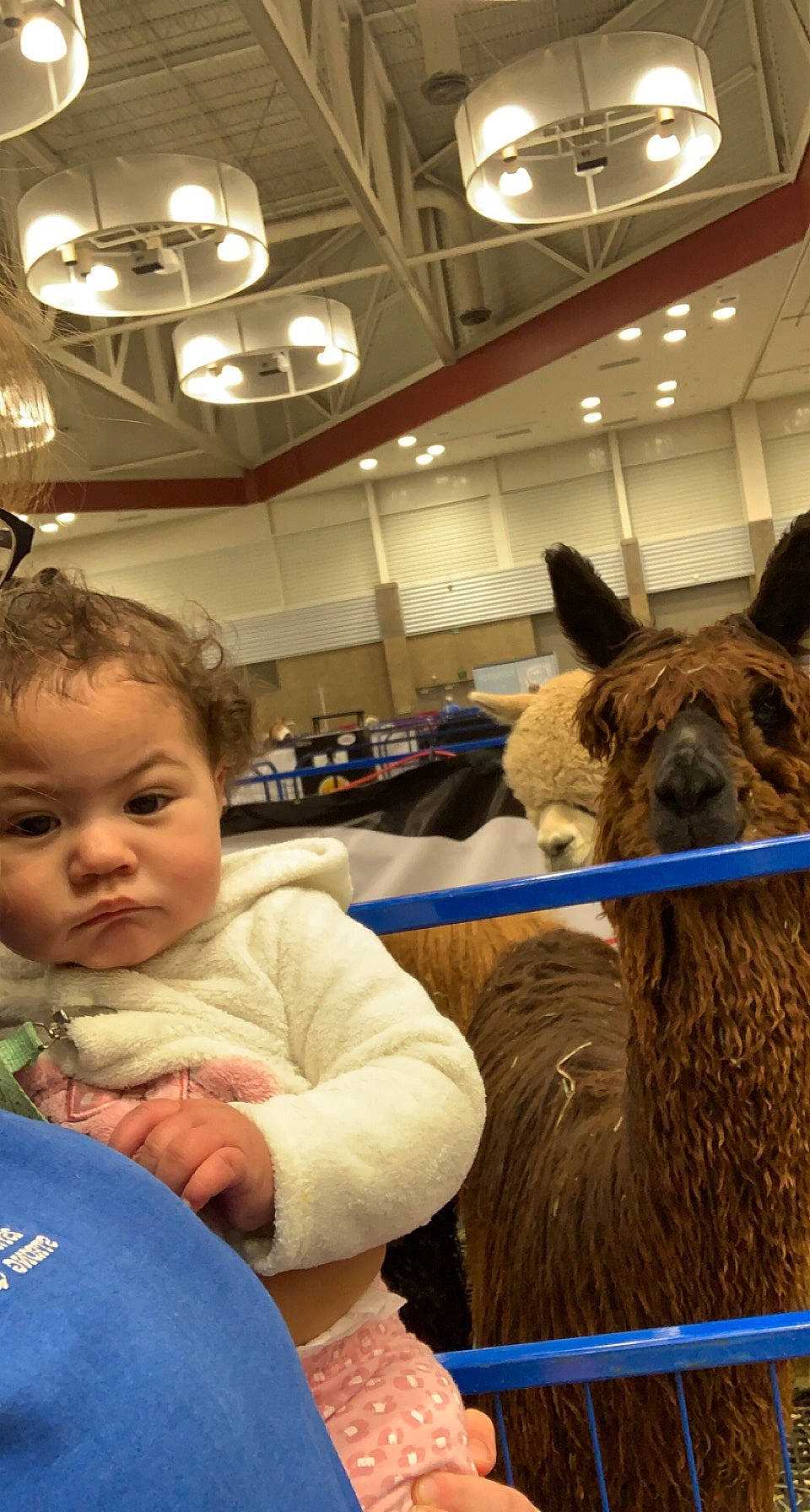 Khalani is registered to the contest to win money with this photo: baby, baby_toddler_clothing, blue, camelid, child, event, fun, fur, hat, leisure, livestock, llama, pack_animal, people, person, room, t_shirt, terrestrial_animal, toddler, wood