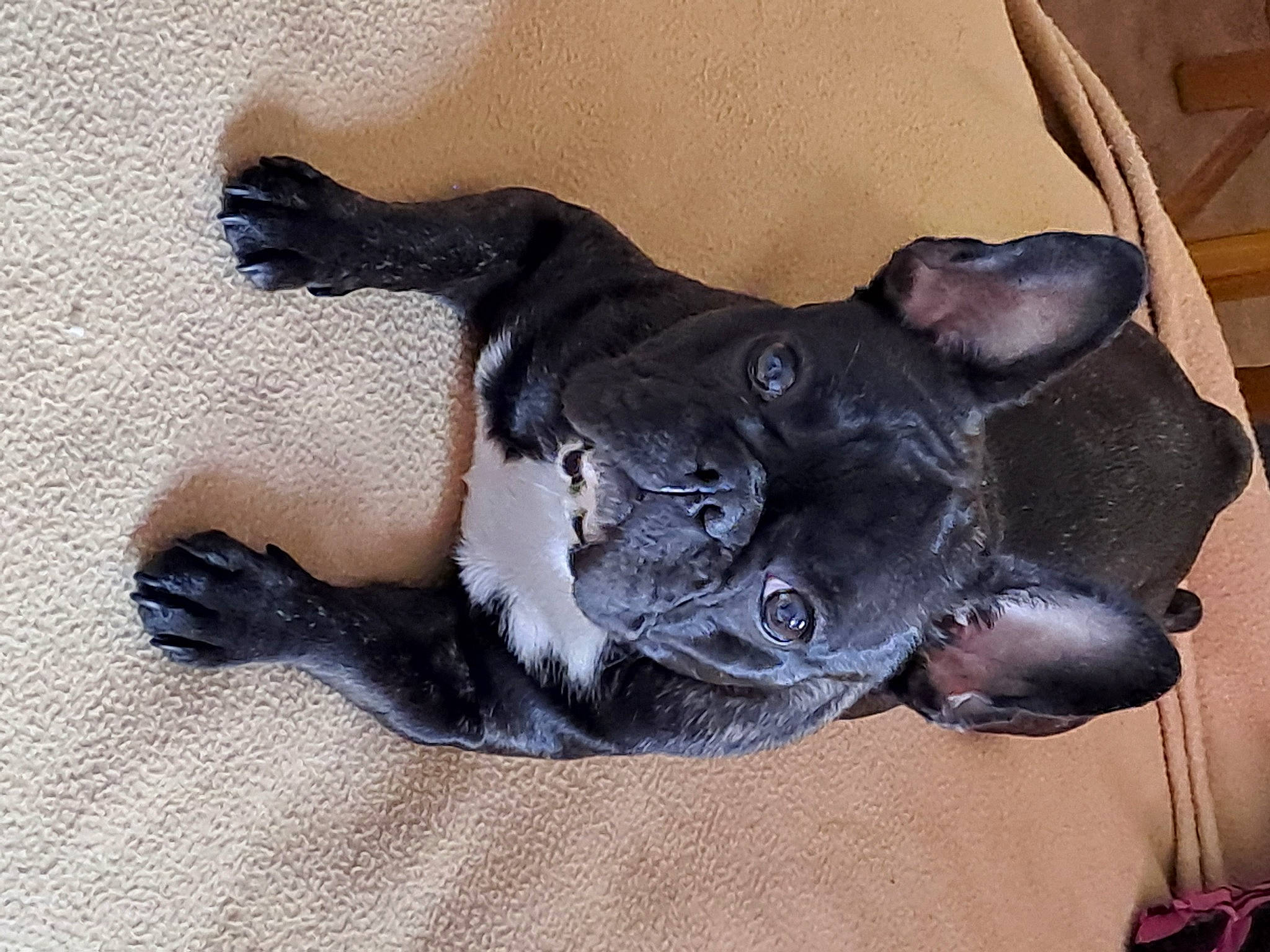 Paupiette a rejoint le concours — aidez-le/la à gagner de superbes lots ! canidae, carnivore, comfort, companion_dog, dog, dog_breed, dog_supply, ear, fawn, fur, grey, guard_dog, non_sporting_group, paw, snout, sporting_group, tail, terrestrial_animal, whiskers, working_animal