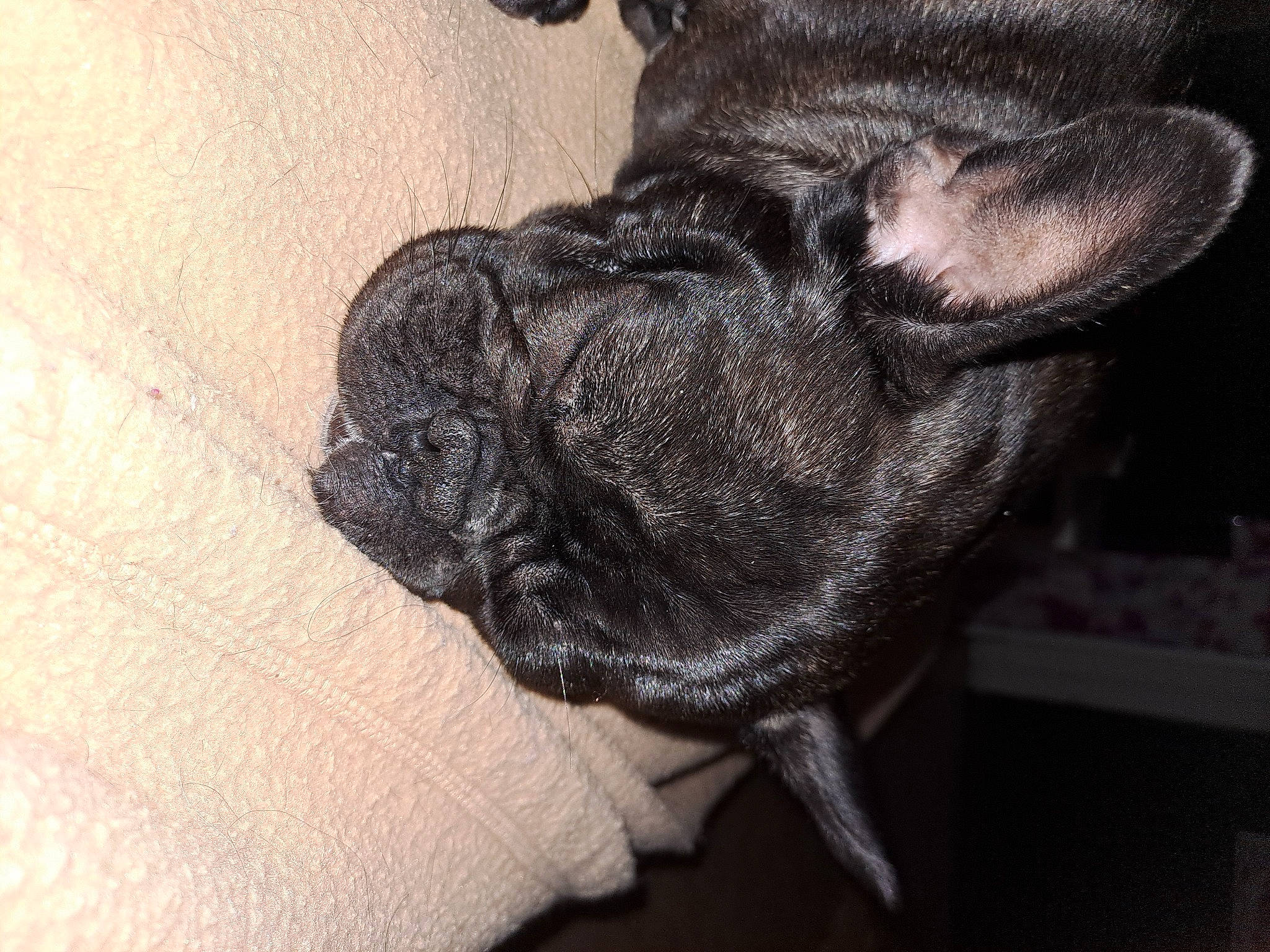 Paupiette participe au concours pour gagner de l'argent avec cette photo : canidae, carnivore, claw, comfort, companion_dog, dog, dog_breed, ear, fawn, french_bulldog, fur, gesture, paw, snout, tail, terrestrial_animal, toy_dog, whiskers, working_animal, wrinkle