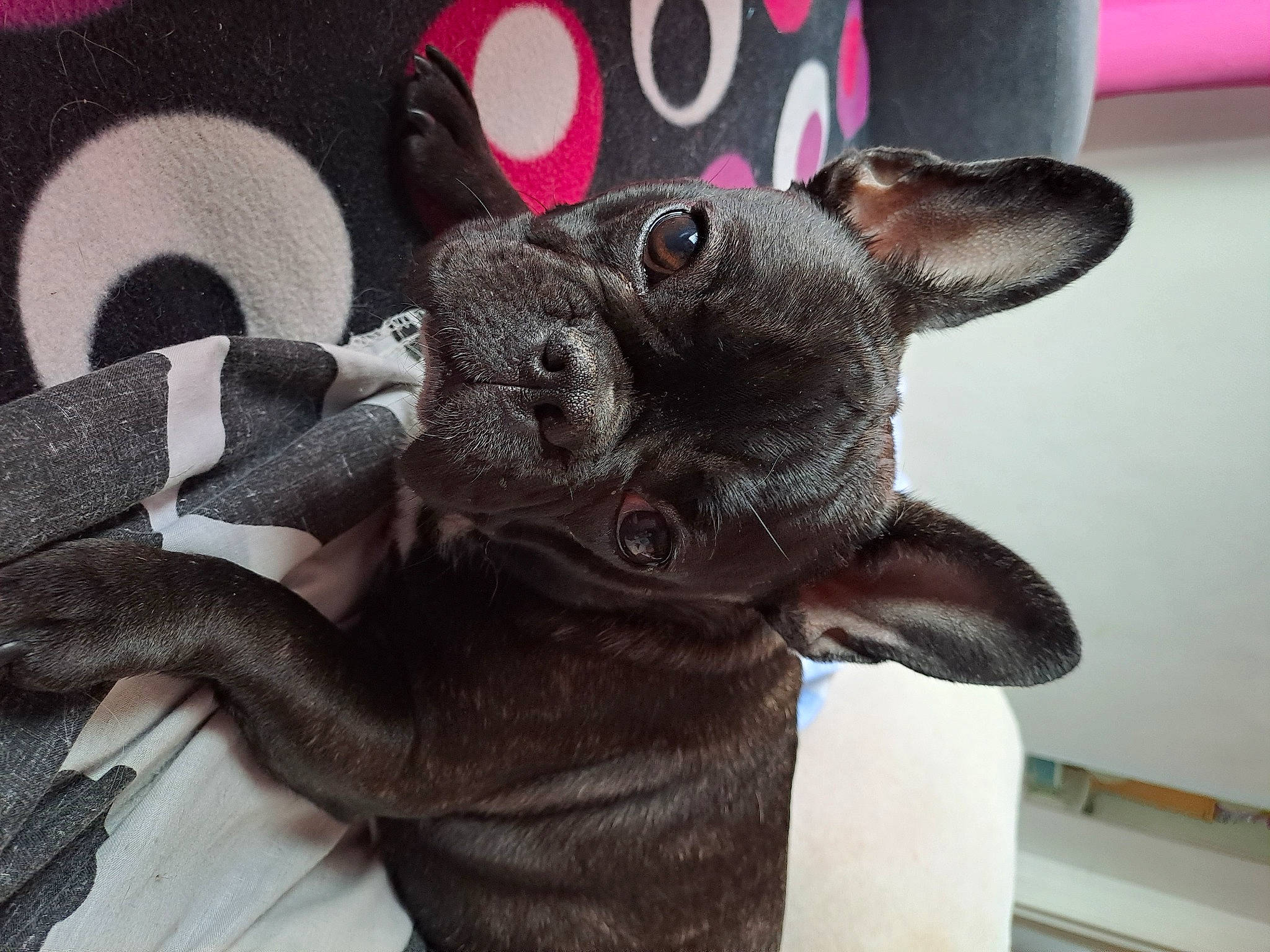 Paupiette a rejoint le concours — aidez-le/la à gagner de superbes lots ! canidae, carmine, carnivore, collar, comfort, companion_dog, dog, dog_breed, ear, fawn, fur, grey, liver, pattern, paw, snout, sporting_group, toy_dog, whiskers, working_animal