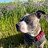 D.o.g. is registered to the contest to win money with this photo: dog, outdoor, grass, flowers, purple_flowers, sunlight, blue_sky, nature, pet, canine, collar, harness, bow_tie, close_up, animal, summer, greenery, peaceful, portrait, happy