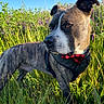dog, brindle, bow_tie, outdoor, grass, flowers, purple_flowers, sunlight, nature, pet, canine, field, greenery, animal, portrait, alert, collar, summer, daylight, cute