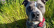D.o.g. is registered to the contest to win money with this photo: dog, animal, pet, close_up, outdoor, greenery, grass, wildflowers, nature, portrait, canine, ears, face, brown_eyes, bandana, harness, sunlight, summer, curious, field