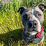 dog, animal, pet, close_up, outdoor, greenery, grass, wildflowers, nature, portrait, canine, ears, face, brown_eyes, bandana, harness, sunlight, summer, curious, field