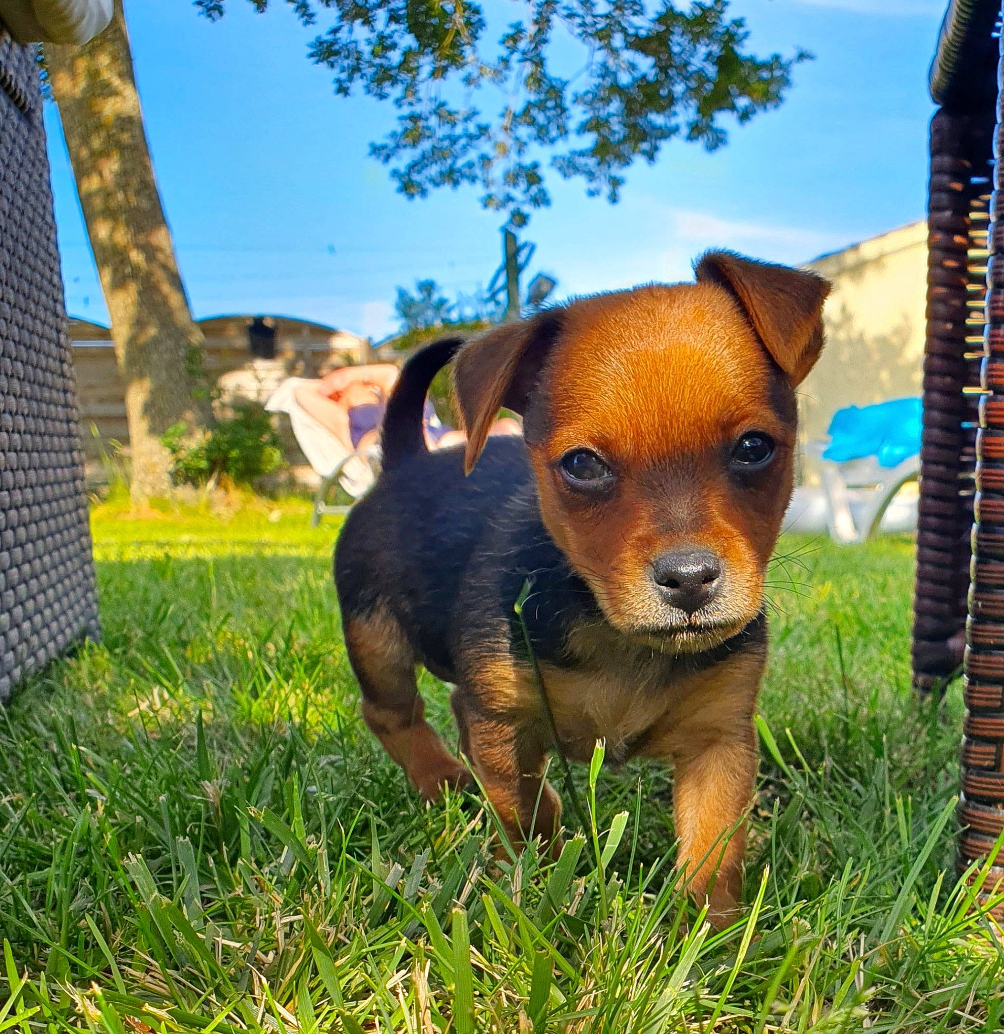 Rio participe au concours pour gagner de l'argent avec cette photo : canidae, carnivore, companion_dog, dog, dog_breed, fawn, german_pinscher, grass, mammal, miniature_pinscher, pinscher, plant, puppy, rare_breed_dog, snout, toy_dog, vertebrate