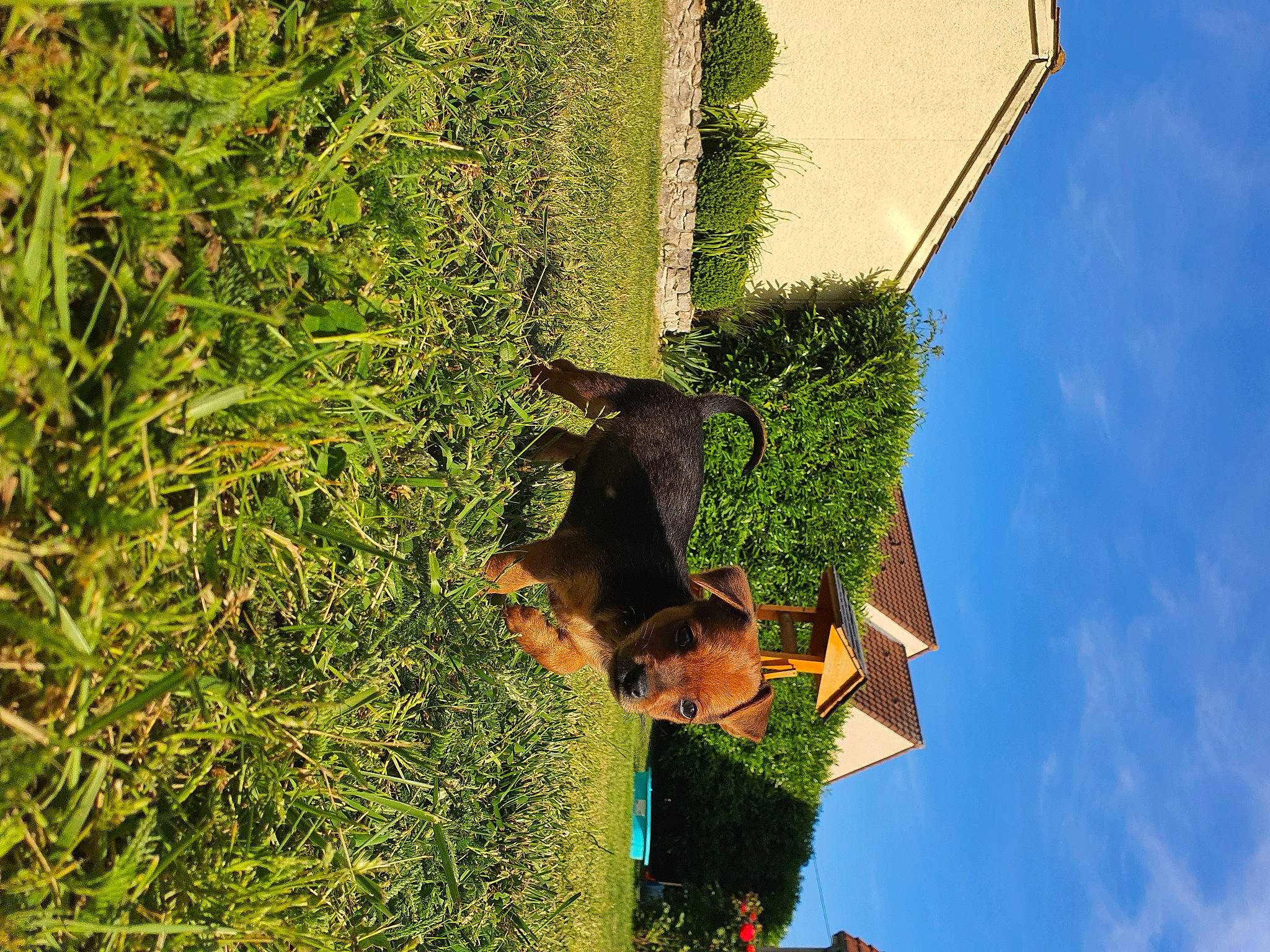 Rio participe au concours pour gagner de l'argent avec cette photo : architecture, grass, green, house, plant, shadow, shrub, tree, vegetation