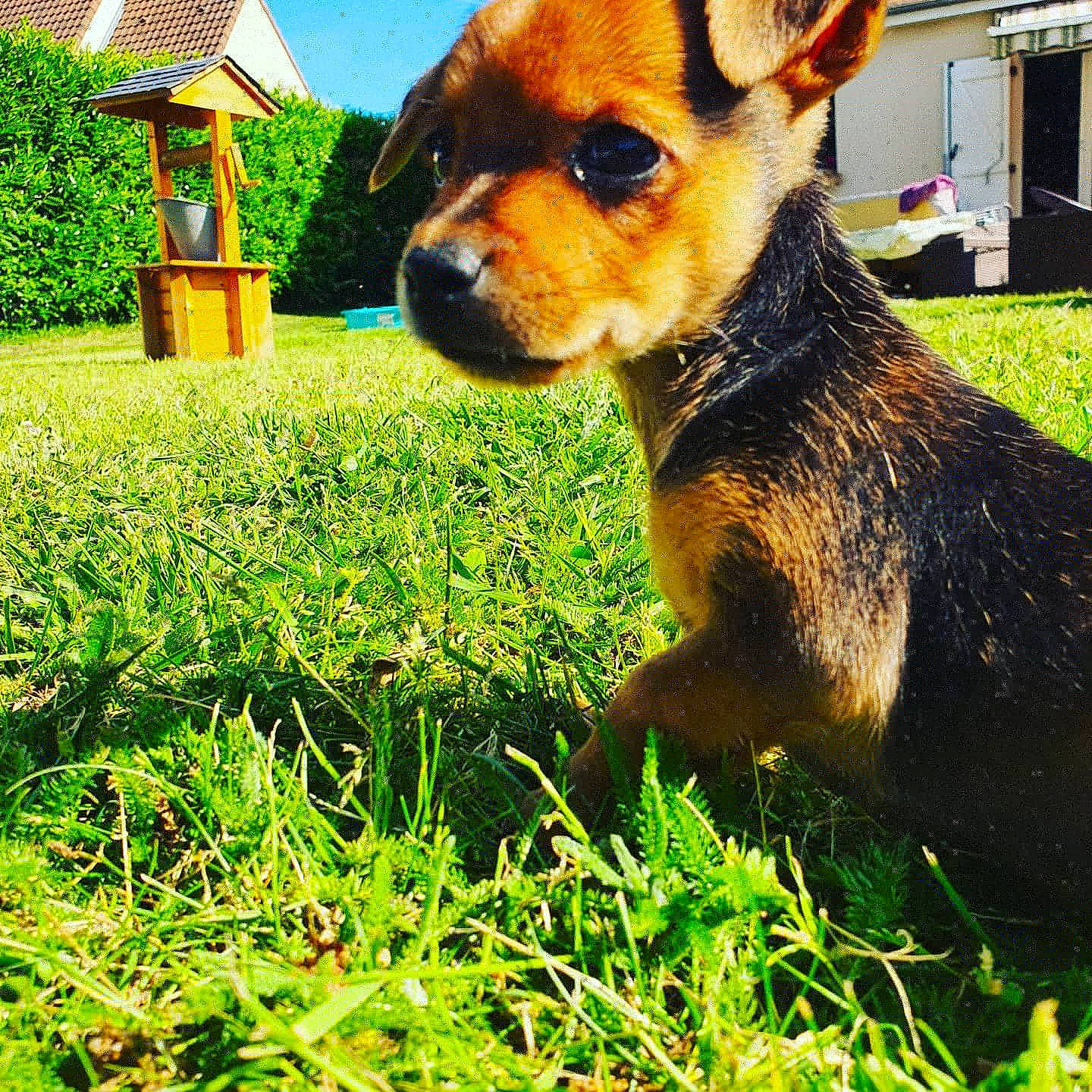 Rio participe au concours pour gagner de l'argent avec cette photo : canidae, carnivore, chihuahua, companion_dog, dog, dog_breed, fawn, grass, mammal, miniature_pinscher, plant, prazsky_krysarik, puppy, snout, toy_dog, vertebrate