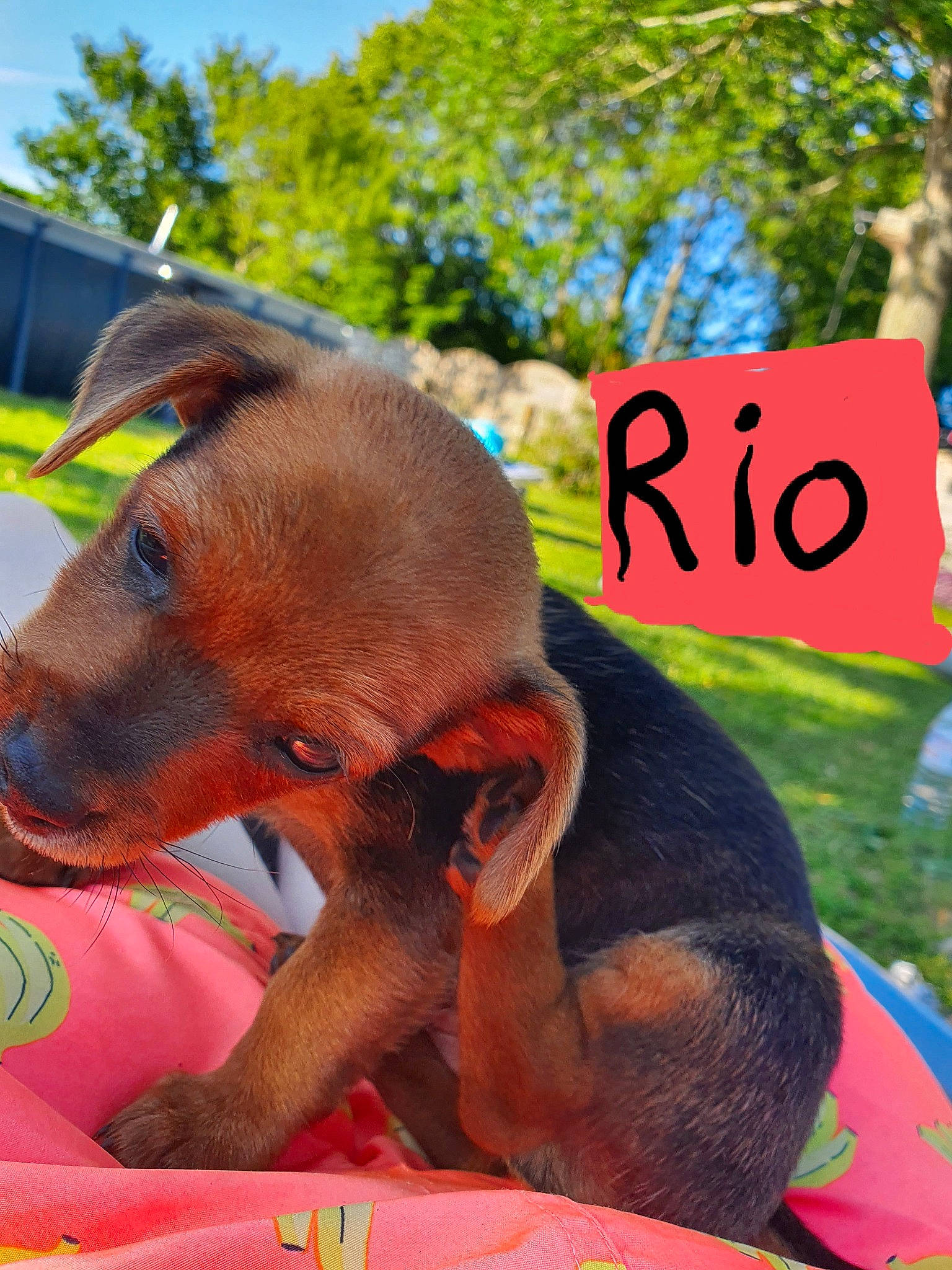 Rio a rejoint le concours — aidez-le/la à gagner de superbes lots ! canidae, carnivore, dachshund, dog, dog_breed, mammal, puppy, snout, vertebrate