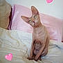 sphynx_cat, cat, bed, pink_pillow, white_bedspread, indoor, pet, animal, curious, sitting, hairless_cat, feline, cute, cozy, heart_graphic, pink_hearts, rumpled_bedding, domestic_cat, resting, looking_up