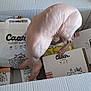 sphynx_cat, hairless_cat, cat, cardboard_box, cat_litter, package, pet, indoor, curious, exploring, feline, pet_supplies, product_packaging, skin_texture, animal, pet_care, box, cat_product, clean, pet_owner