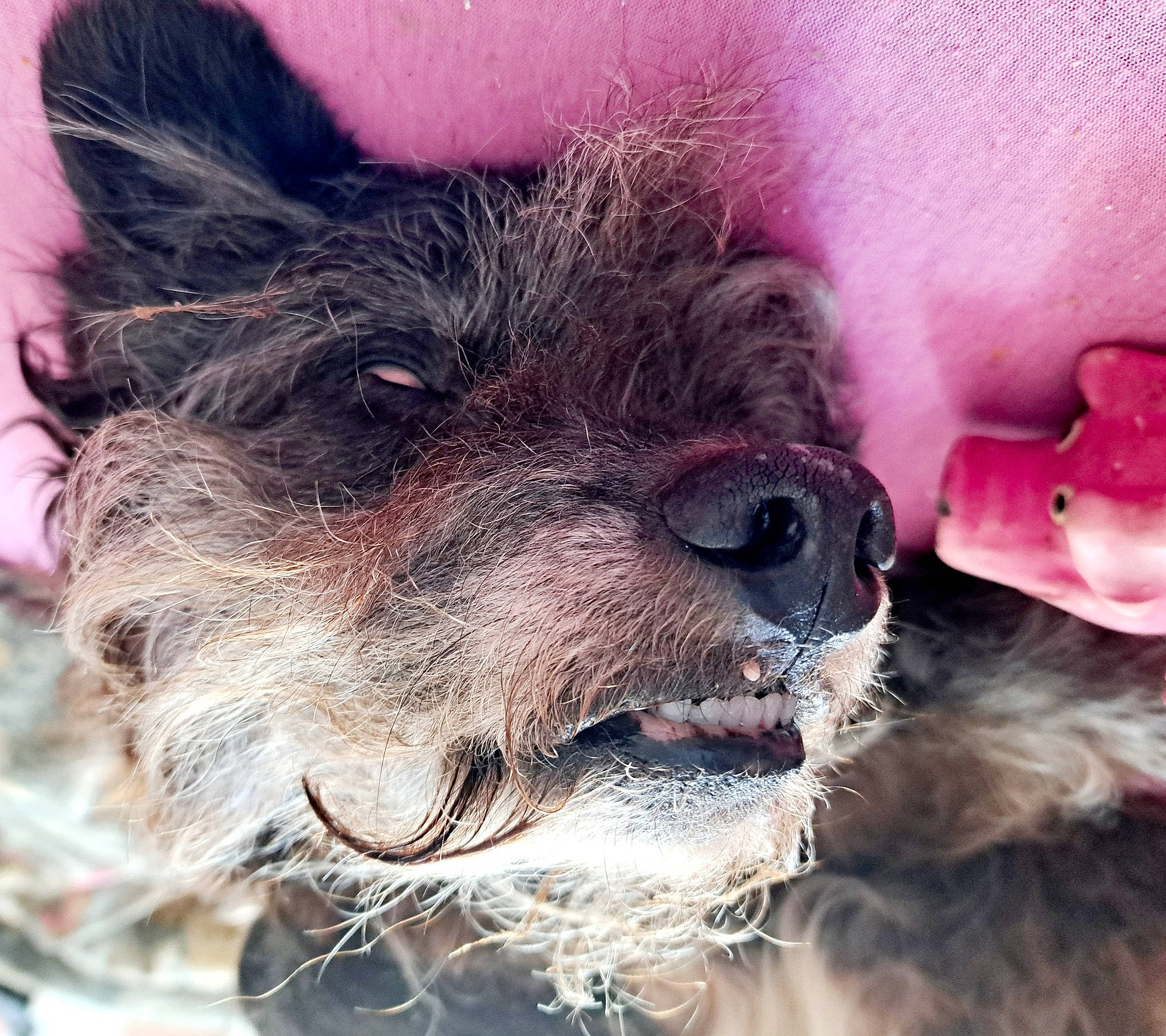 Dalou a rejoint le concours — aidez-le/la à gagner de superbes lots ! canidae, carnivore, close_up, companion_dog, dog, dog_breed, dog_collar, ear, eye, fawn, fur, happy, liver, snout, sporting_group, terrier, toy_dog, water_dog, whiskers, working_animal