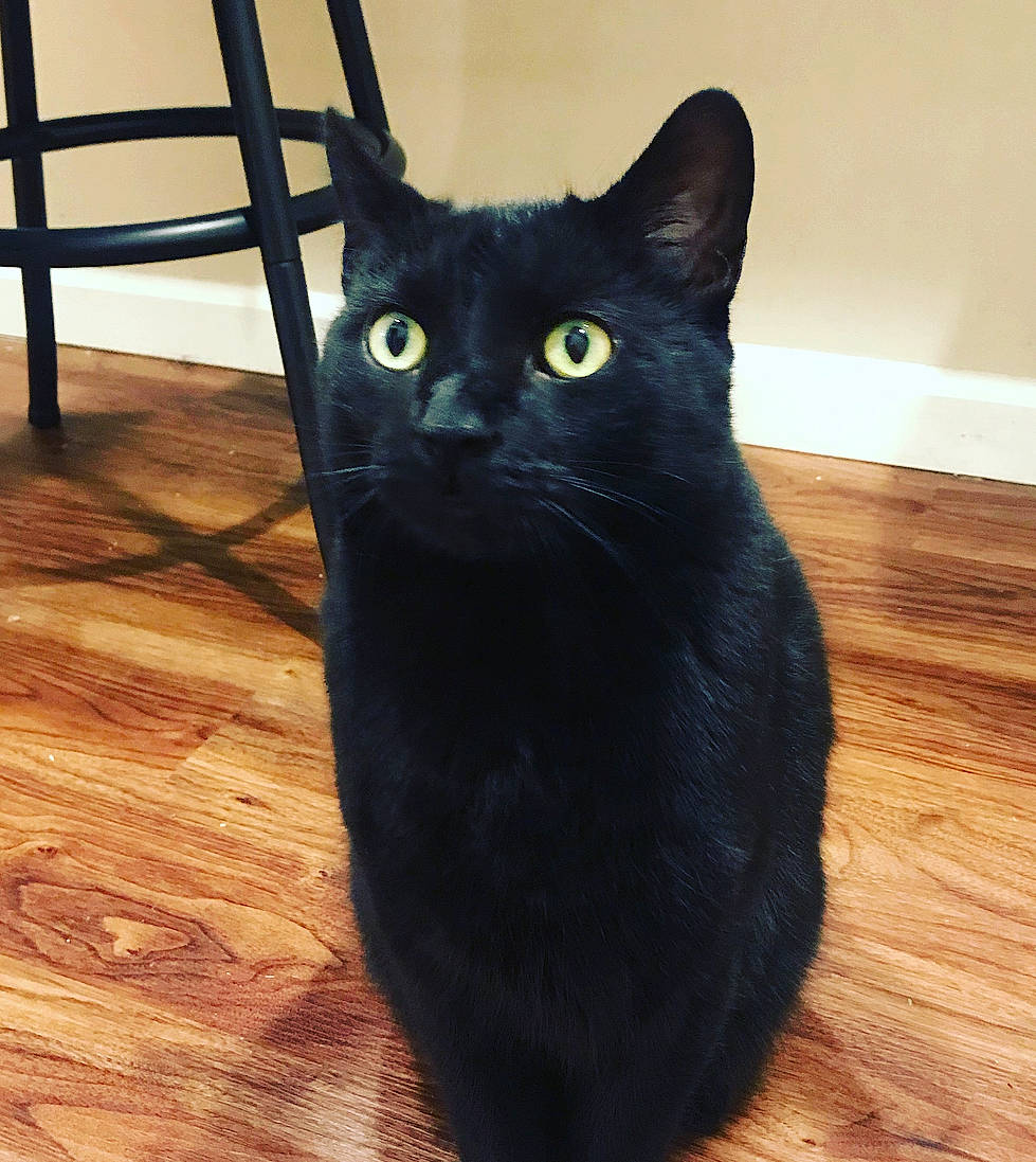 Spooky joined the competition — help win amazing prizes! asian, black, black_cat, bombay, carnivore, cat, domestic_short_haired_cat, eye, felidae, floor, korat, mammal, small_to_medium_sized_cats, tail, whiskers