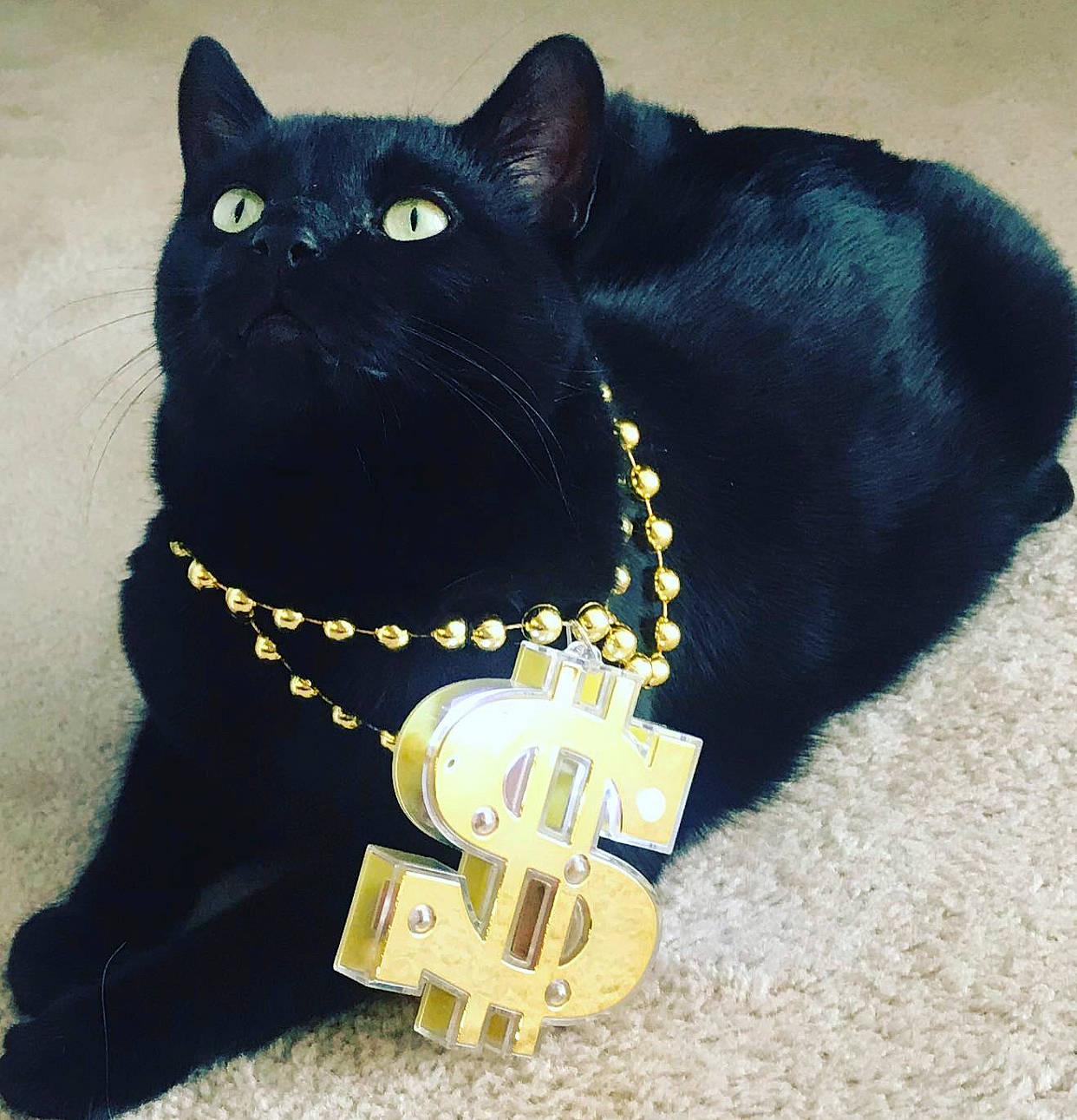 Spooky joined the competition — help win amazing prizes! black, black_cat, bombay, carnivore, cat, collar, dog_collar, fashion_accessory, felidae, small_to_medium_sized_cats, tail, whiskers