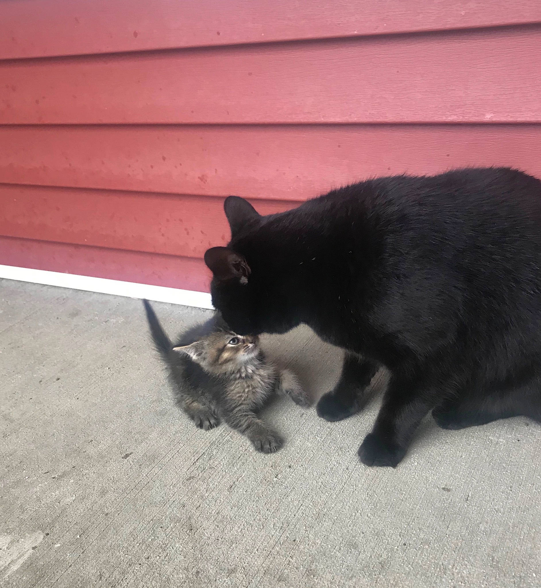 Spooky is registered to the contest to win money with this photo: black_cat, bombay, burmese, carnivore, cat, domestic_short_haired_cat, felidae, kitten, korat, mammal, polydactyl_cat, small_to_medium_sized_cats, snout, tail, whiskers