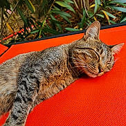 Zira a rejoint le concours — aidez-le/la à gagner de superbes lots ! animal, cat, closeup, daylight, ears, foliage, fur, head, mammal, nature, orange_surface, outdoor, peaceful, pet, relaxing, resting, sleeping, tabby_cat, texture, whiskers