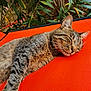 animal, cat, closeup, daylight, ears, foliage, fur, head, mammal, nature, orange_surface, outdoor, peaceful, pet, relaxing, resting, sleeping, tabby_cat, texture, whiskers