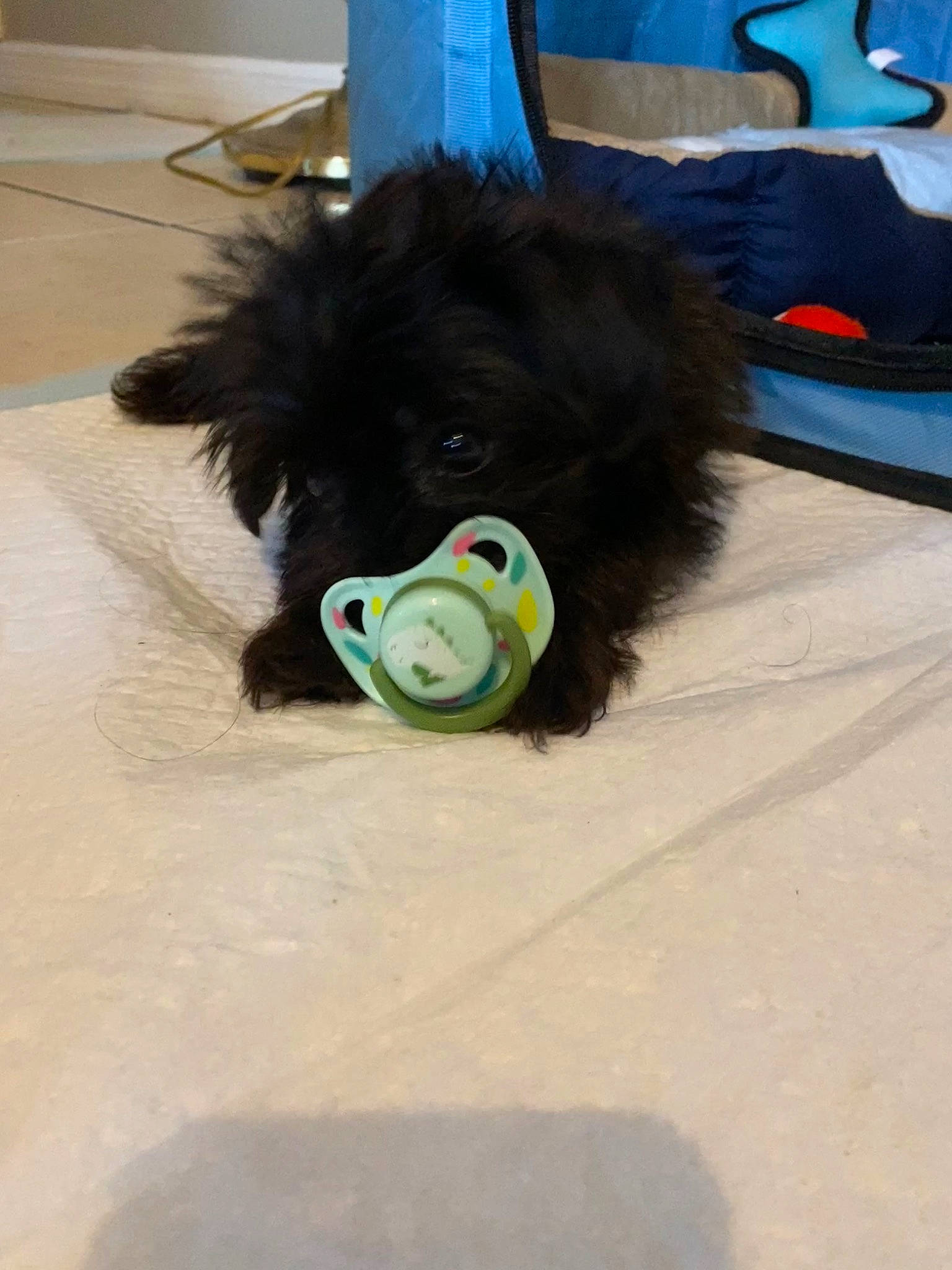 Bambam is registered to the contest to win money with this photo: ball, canidae, carnivore, companion_dog, dog, dog_breed, dog_supply, dog_toy, flooring, fur, plush, snout, sporting_group, stuffed_toy, tail, tennis_ball, toy, toy_dog, working_animal, working_dog