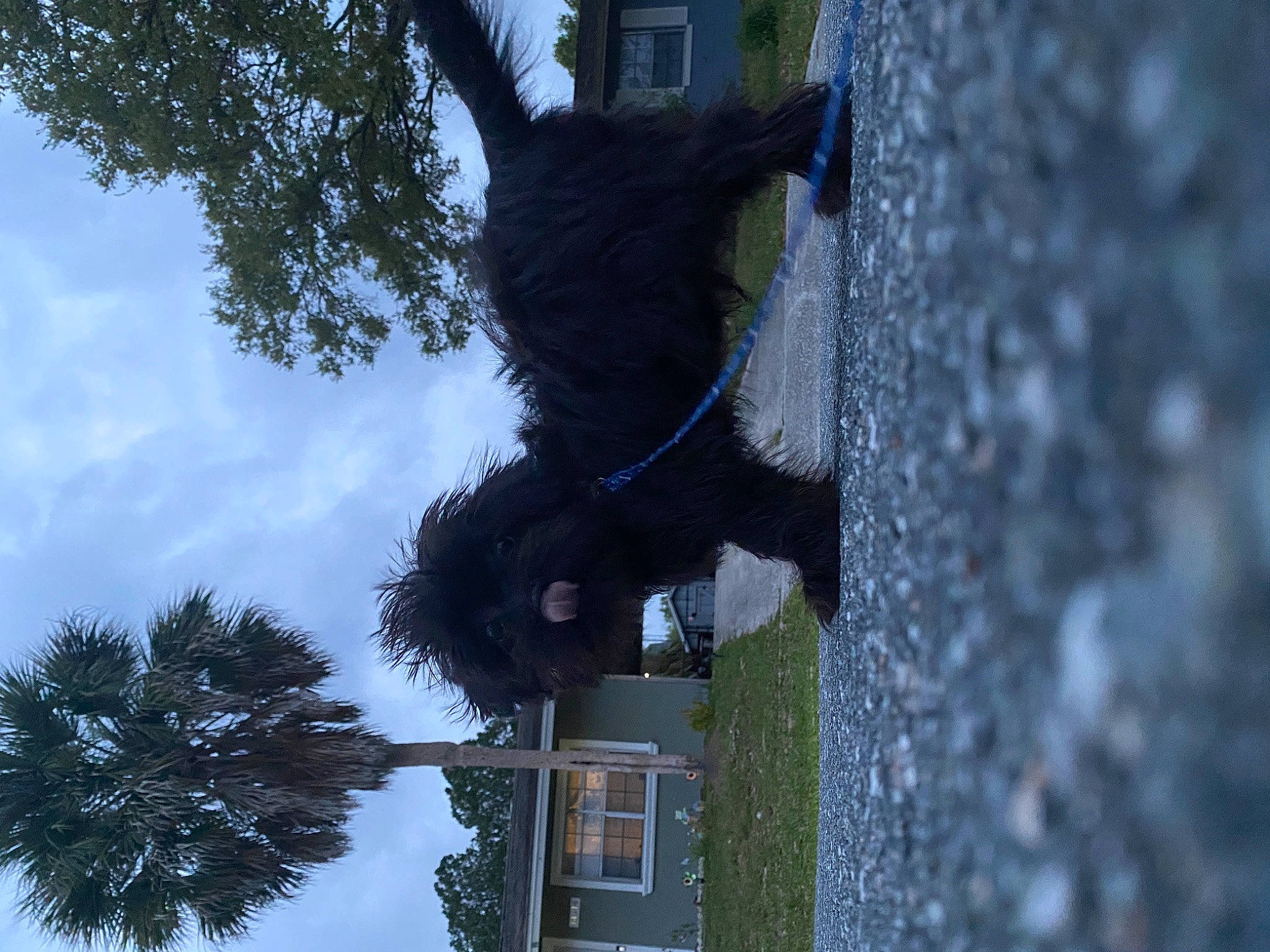 Bambam is registered to the contest to win money with this photo: arecales, building, cloud, cumulus, house, palm_tree, plant, pole, reflection, sculpture, shadow, sky, tints_and_shades, tree, trunk, twig, water, wildlife, window, winter