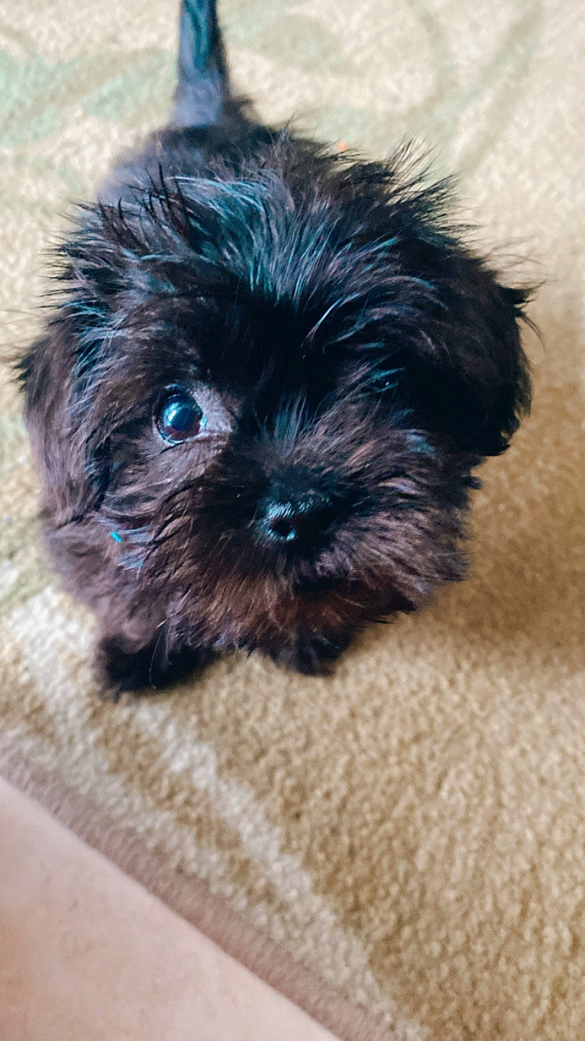 Bambam joined the competition — help win amazing prizes! canidae, carnivore, companion_dog, dog, dog_breed, fur, liver, maltepoo, pekapoo, poodle_crossbreed, shih_poo, shih_tzu, small_terrier, snout, sporting_group, terrestrial_animal, terrier, toy_dog, whiskers, working_animal