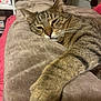 abyssinian, animal, bed, bedroom, blanket, box, cat, couch, cushion, furniture, homedecor, indoors, kitten, linen, manx, person, pet, quilt, room, sleeping