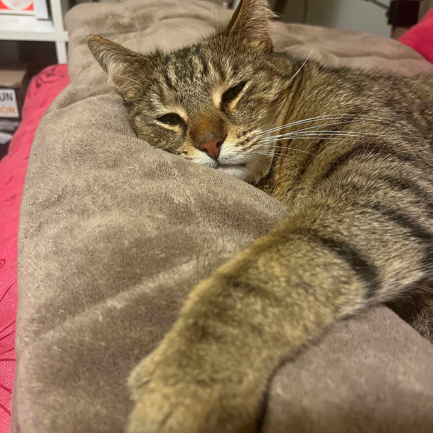 Romeo a rejoint le concours — aidez-le/la à gagner de superbes lots ! abyssinian, animal, bed, bedroom, blanket, box, cat, couch, cushion, furniture, homedecor, indoors, kitten, linen, manx, person, pet, quilt, room, sleeping