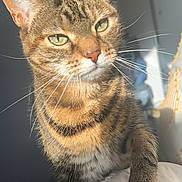 Leela joined the competition — help win amazing prizes! cat, tabby, pet, animal, feline, whiskers, ears, green_eyes, paw, fur, striped, indoor, sunlight, shadow, closeup, portrait, resting, bed, blanket, cute