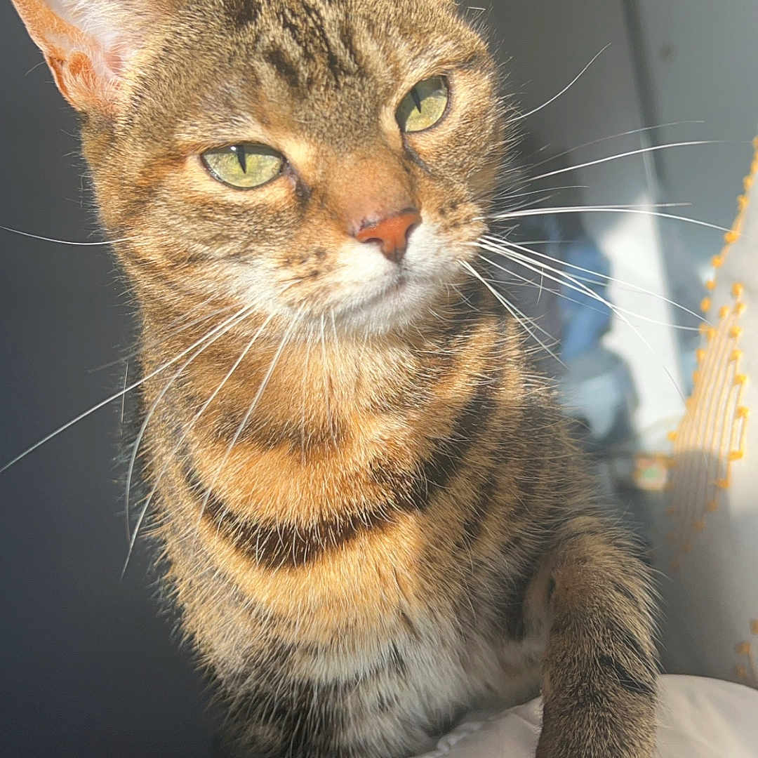 Leela joined the competition — help win amazing prizes! cat, tabby, pet, animal, feline, whiskers, ears, green_eyes, paw, fur, striped, indoor, sunlight, shadow, closeup, portrait, resting, bed, blanket, cute