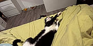 Pistache participe au concours pour gagner de l'argent avec cette photo : bed, black_and_white, blanket, bowl, cat, cozy, domestic_animal, furniture, indoor, living_room, night, paw, pet, relaxing, resting, sleeping, stretching, television, white_wall, wooden_floor