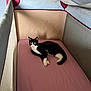 Pistache a rejoint le concours — aidez-le/la à gagner de superbes lots ! animal, black_and_white, cat, comfortable, crib, curious, floor, furniture, home, indoor, mattress, mesh, pet, pink, playpen, red_trim, relaxing, resting, wall, wide_eyes